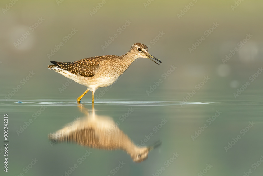 Wood sandpiper (Tringa glareola) standing and feeding in the water in a beautiful lake. Brown wader in its environment with soft background. Wildlife scene from nature. Czech Republic Wood sandpiper (Tringa glareola) standing and feeding in the water in a beautiful lake. Brown wader in its environment with soft background. Wildlife scene from nature. Czech Republic