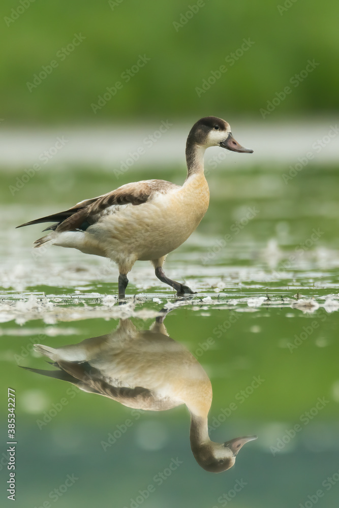 Ruddy shelduck (Tadorna ferruginea) standing and feeding in the water in a beautiful lake. Young shelduck in its environment with soft green background. Wildlife scene from nature. Czech Republic Ruddy shelduck (Tadorna ferruginea) standing and feeding in the water in a beautiful lake. Young shelduck in its environment with soft green background. Wildlife scene from nature. Czech Republic