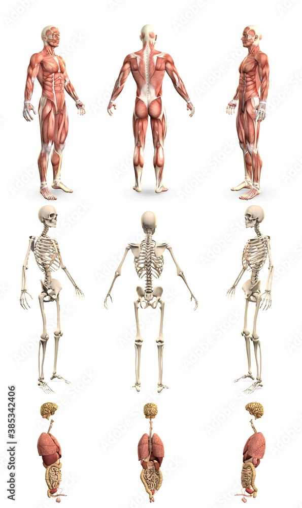 9 in 1, male body with skeleton and internal organs - anatomy concept for healthcare - creative high resolution medical 3D illustration isolated on white 9 in 1, male body with skeleton and internal organs - anatomy concept for healthcare - creative high resolution medical 3D illustration isolated on white