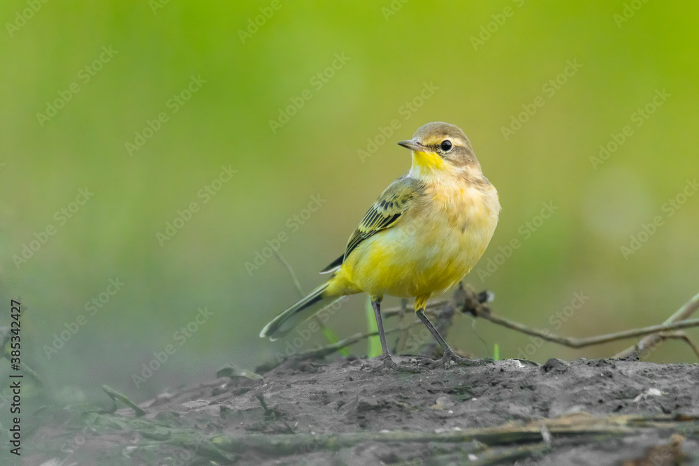Yellow wagtail (Motacilla flava) sitting in the mud on the ground. Detailed portrait of a beautiful grey and yellow songbird with soft green background. Wildlife scene from nature. Czech Republic Yellow wagtail (Motacilla flava) sitting in the mud on the ground. Detailed portrait of a beautiful grey and yellow songbird with soft green background. Wildlife scene from nature. Czech Republic
