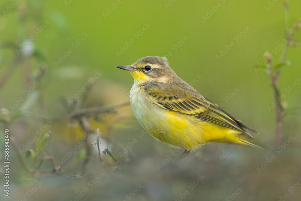 Fototapeta premium Yellow wagtail (Motacilla flava) sitting in the mud on the ground. Detailed portrait of a beautiful grey and yellow songbird with soft green background. Wildlife scene from nature. Czech Republic
