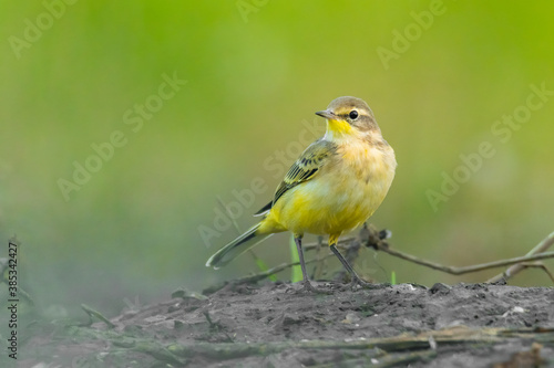 Yellow wagtail (Motacilla flava) sitting in the mud on the ground. Detailed portrait of a beautiful grey and yellow songbird with soft green background. Wildlife scene from nature. Czech Republic © Lukas Zdrazil