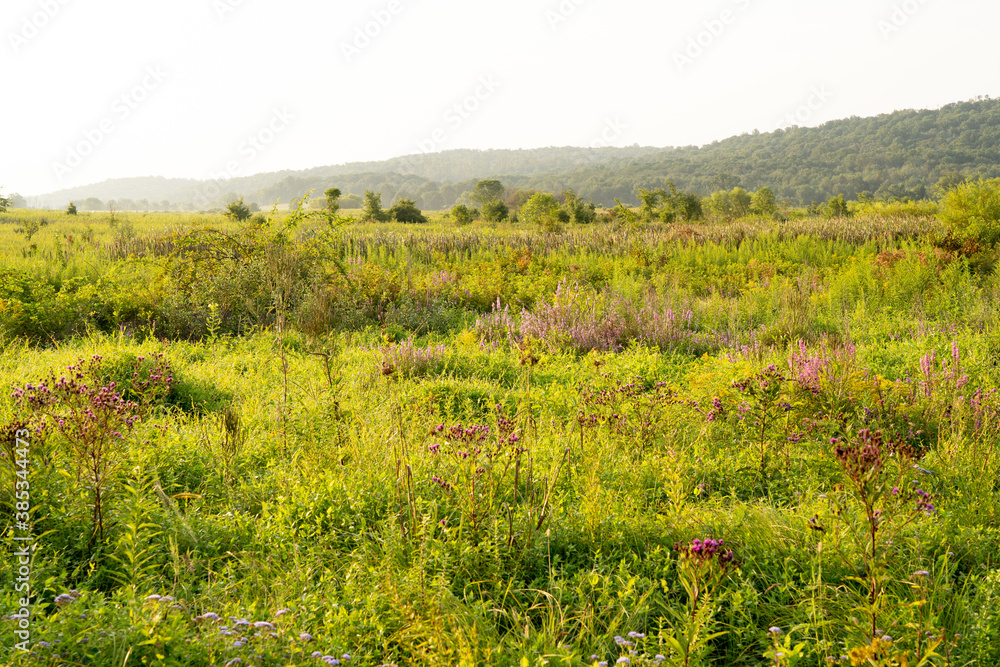 Fototapeta premium Marshy Wilderness Covered in Wildflowers