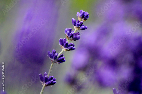 close up of lavender © kal_23