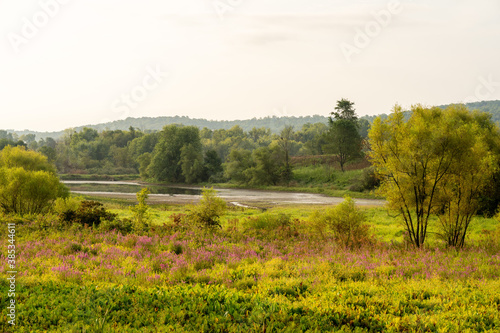 Marshy Wilderness Covered in Wildflowers