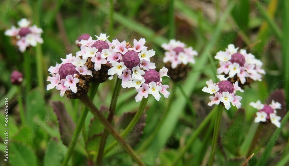 Panoramic view of phyla nodiflora flowers in Florida nature