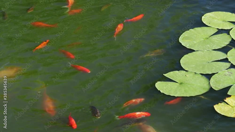 Colorful carp koi fish swimming in a pond with water lily aquatic plant