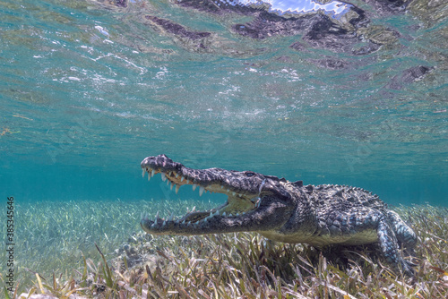 American Crocodile under Water, Mexico © Angiolo