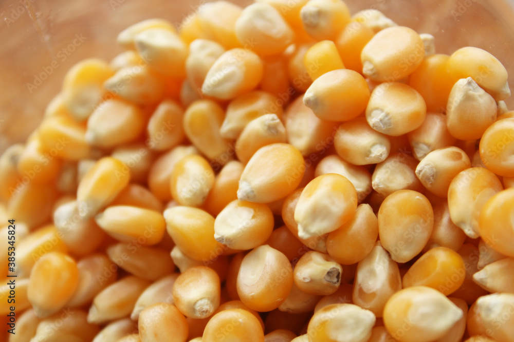 Dry Corn Kernels Texture background Dry Corn Kernels Texture background