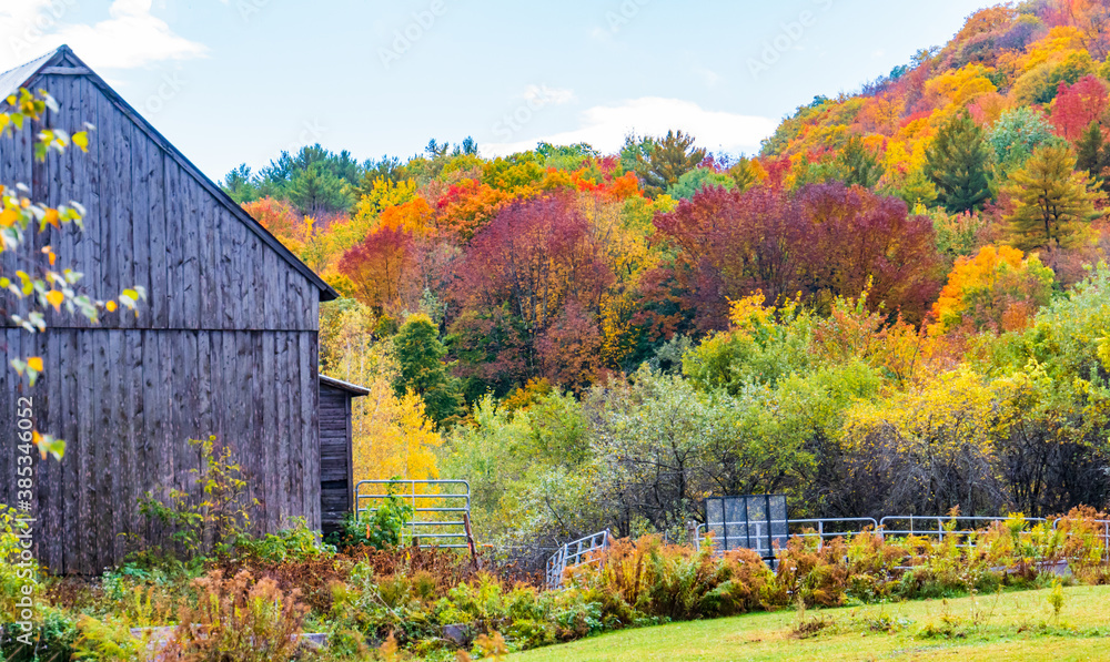 bright fall foliage colors surround grey barn in the countryside
bright fall foliage colors surround grey barn in the countryside