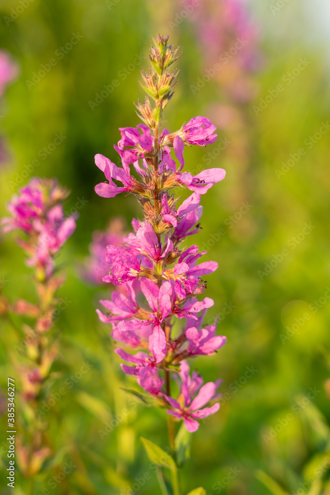 Swamp and Wetland Wildflowers Swamp and Wetland Wildflowers