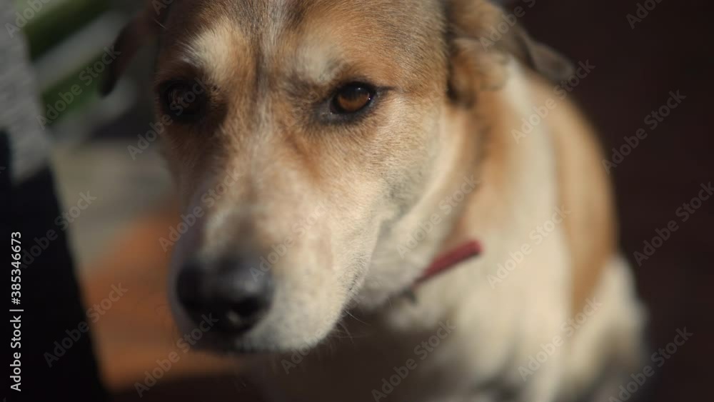 Portrait of red dog. Brown and white dog close up shot. Shallow depth of field
Portrait of red dog. Brown and white dog close up shot. Shallow depth of field