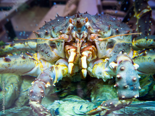 Large Far Eastern crab behind the glass of the aquarium