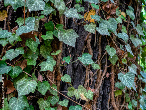 A tree limb entwined with common ivy. (Hedera helix)
