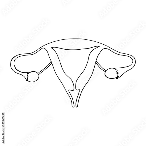 uterus female reproductive organs sketch hand drawn doodle. icon, poster, vector, monochrome, minimalism, body, health, medicine