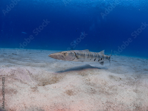 Barracuda, on the prowl