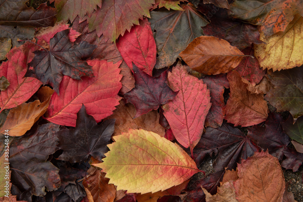 fall leaves in many colors