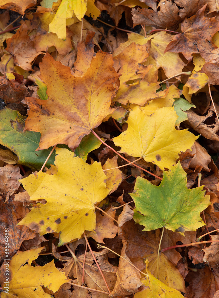 fall leaves in many colors