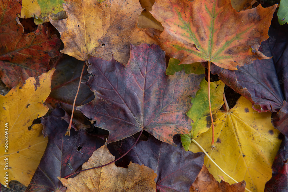 fall leaves in many colors