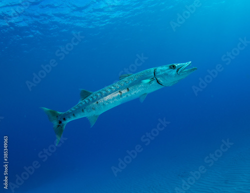 Barracuda. Little Cayman