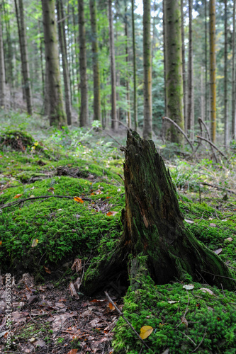 Seelbach, Tretenbach: Wald mit Naturverjüngung. photo