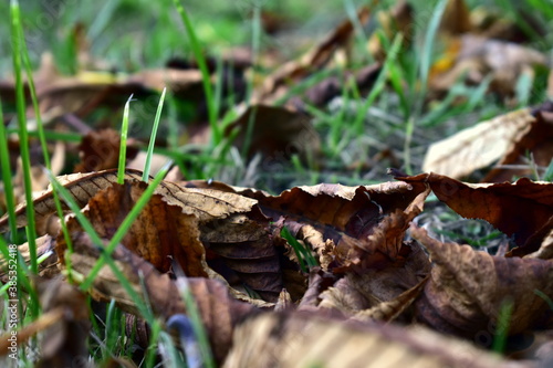 withered foliage in the grass