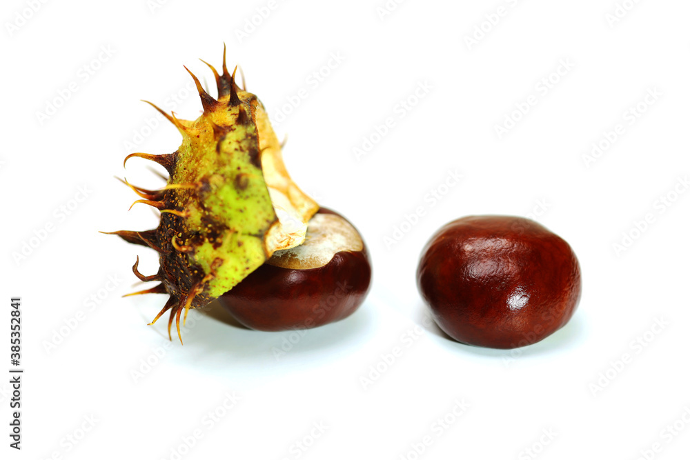 Two chestnuts with shells close up isolated on white background Two chestnuts with shells close up isolated on white background