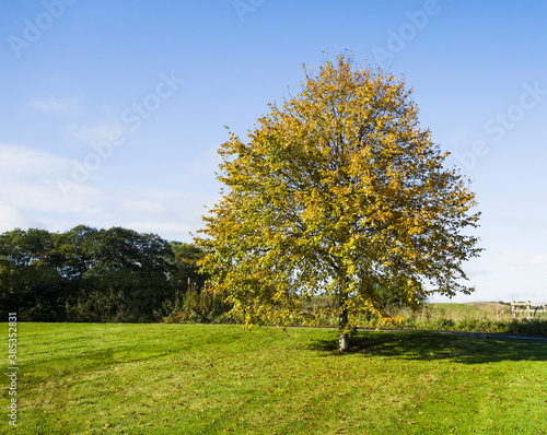 Autumn colours in a deciduous tree  UK