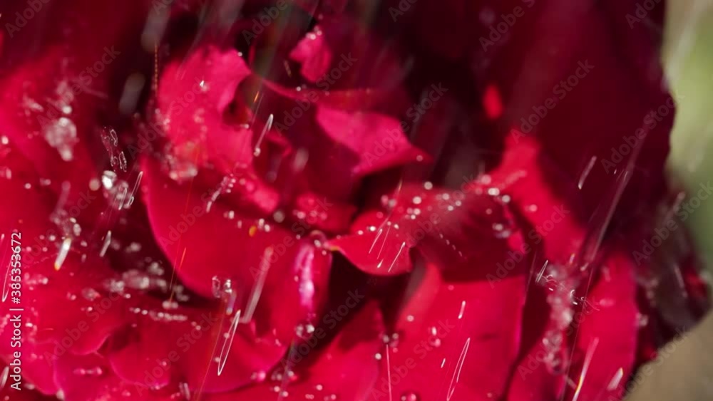 Water drops falling on rose-petals Water drops falling on rose-petals