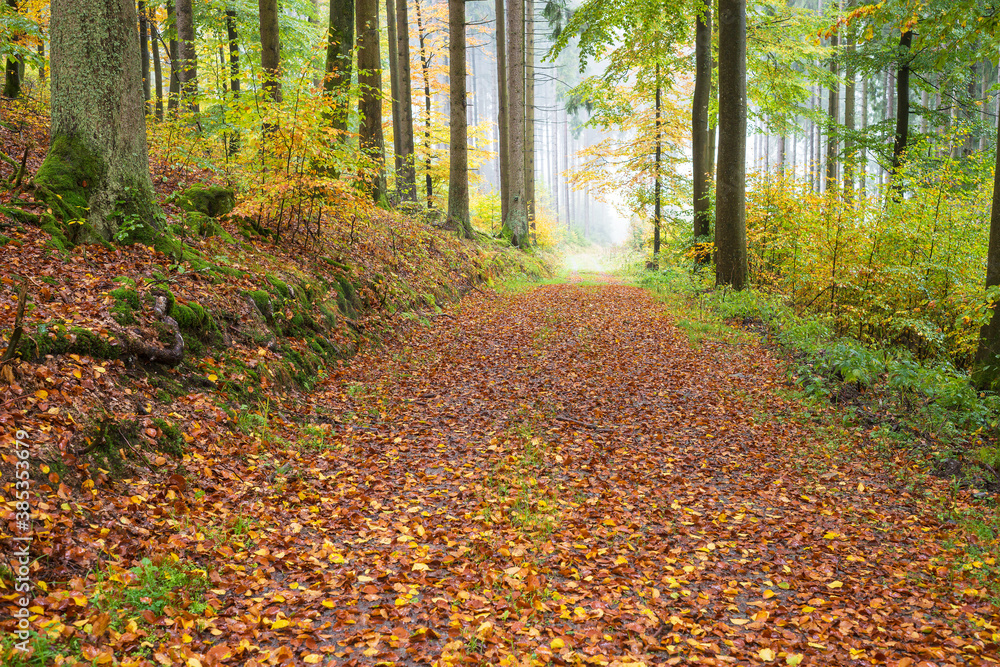 Autumn in a mixed forest on a rainy and foggy afternoon in the Rothaargebirge, Germany
A forest track leading down the hill.
It is covered with leaves like with a carpet. Autumn in a mixed forest on a rainy and foggy afternoon in the Rothaargebirge, Germany
A forest track leading down the hill.
It is covered with leaves like with a carpet.