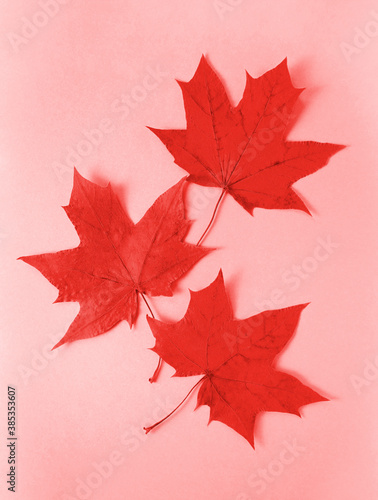 Autumn red maple leaves on pink background. fall background