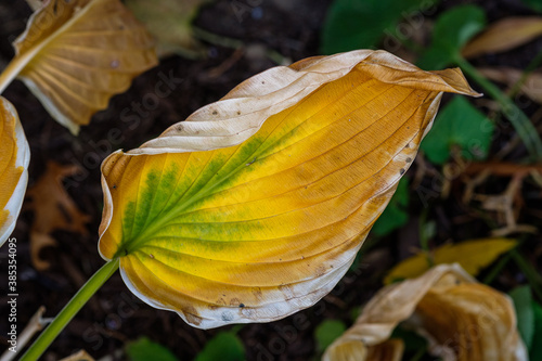 Fotografie, Obraz Hosta plant wilting in the Fall at the end of the growing season