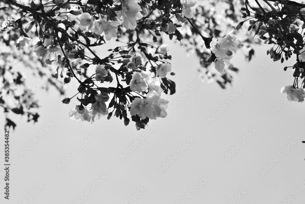 Apricot blossom Cherry Peach Blossom flowering pink flowers close up background black and white