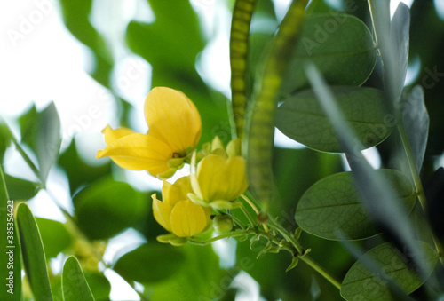 豆科植物の黄色い花と豆の鞘 © Paylessimages