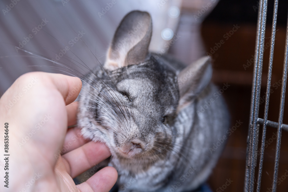 big furry gray chinchilla loves caress and my hand