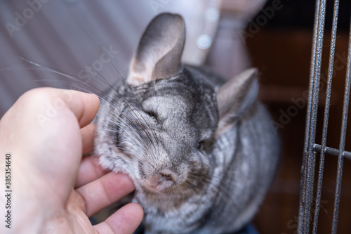 Slika na platnu big furry gray chinchilla loves caress and my hand
