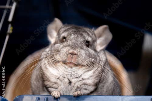 big fluffy gray chinchilla close up portrait