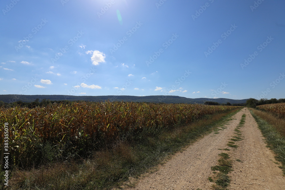 A beautiful French dirt road through the cornfields on a warm and sunny day. A beautiful French dirt road through the cornfields on a warm and sunny day.