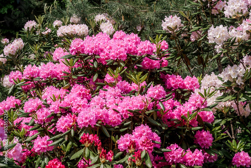 Fototapeta Naklejka Na Ścianę i Meble -  Catawba Rhododendron Cultivar (Rhododendron catawbiense) in park