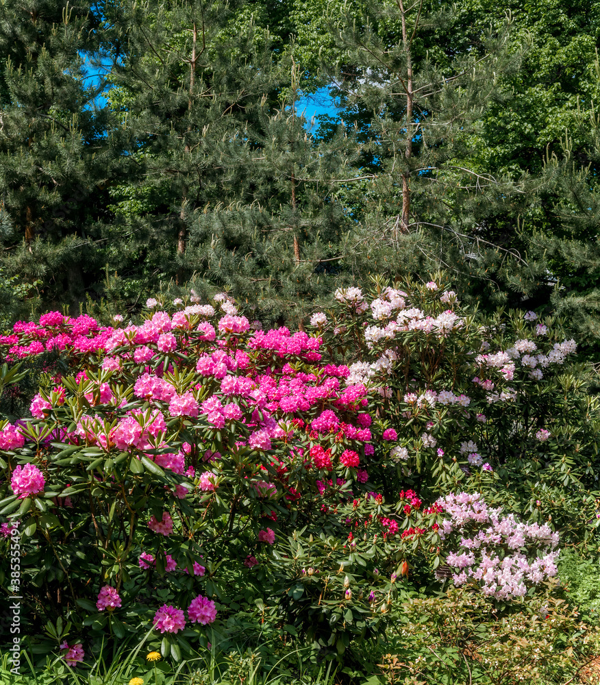 Catawba Rhododendron Cultivar (Rhododendron catawbiense) in park Catawba Rhododendron Cultivar (Rhododendron catawbiense) in park