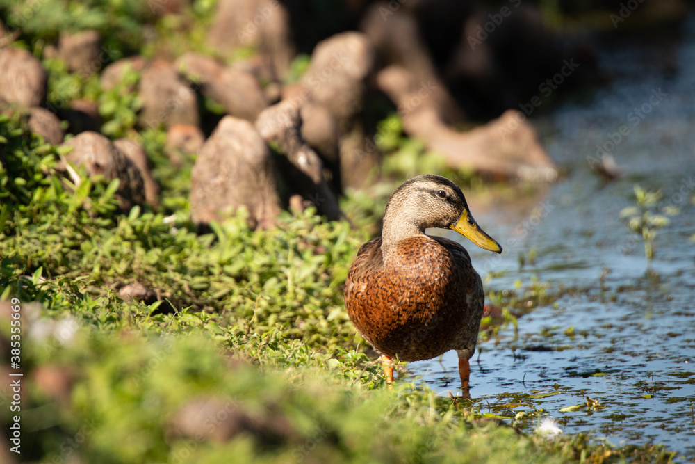 Just a cute Duck Just a cute Duck