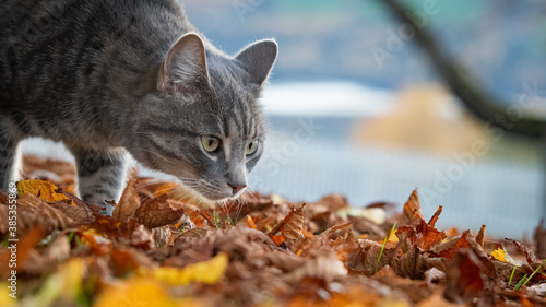 Schilderij op canvas Cat hunting in a sea of leaves