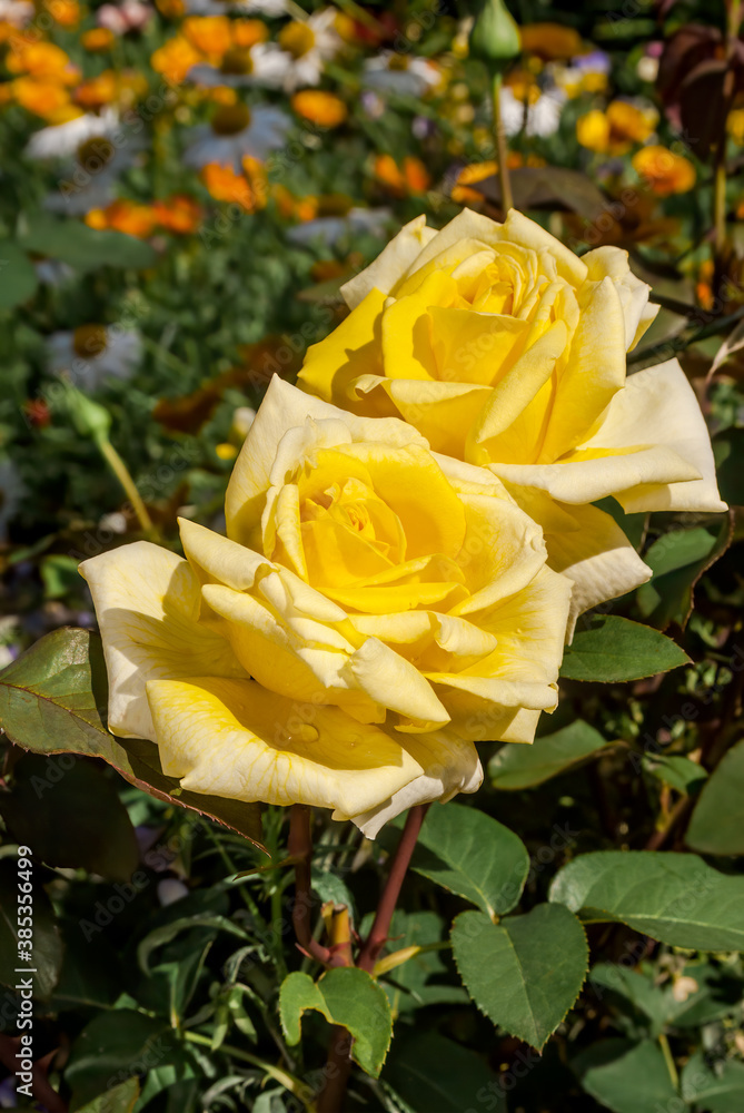 Garden Rose (Rosa hybrida) in garden