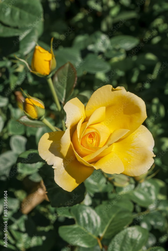 Garden Rose (Rosa hybrida) in garden Garden Rose (Rosa hybrida) in garden