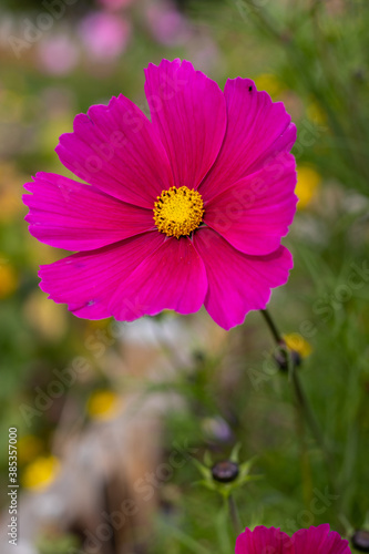 Pink garden cosmos