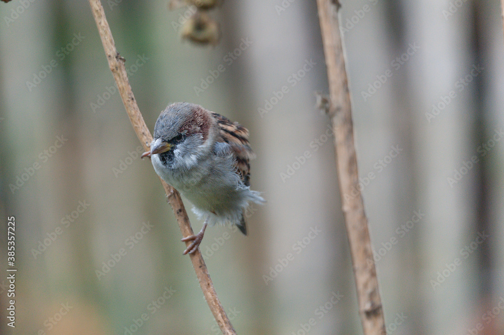 Naklejka premium Haussperling