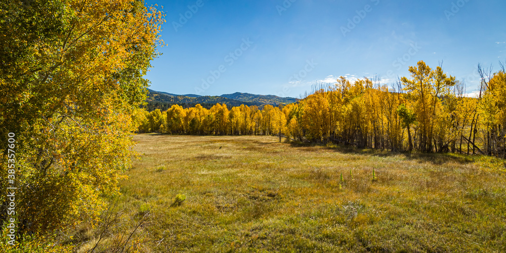 Aspen Trees in Late September Aspen Trees in Late September