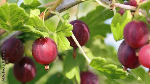 Wallpaper Mural Red gooseberry berries on the bush in closeup Torontodigital.ca
