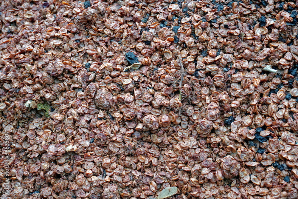 Marc of grapes or pomace on a pile as byproduct and garbage in winery. It is common in autumn after the grape harvest and processing the fruits for wine production. Marc of grapes or pomace on a pile as byproduct and garbage in winery. It is common in autumn after the grape harvest and processing the fruits for wine production.