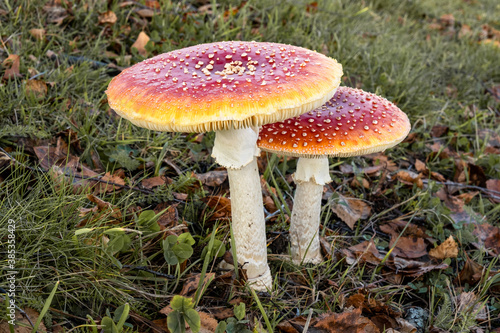 Mushroom outside in autumn